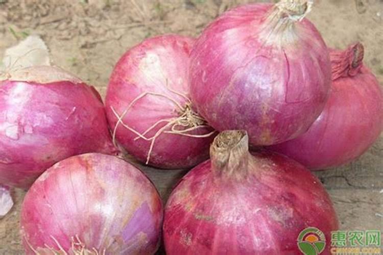 高产洋葱种植有哪些技术 高产洋葱种植的方法介绍