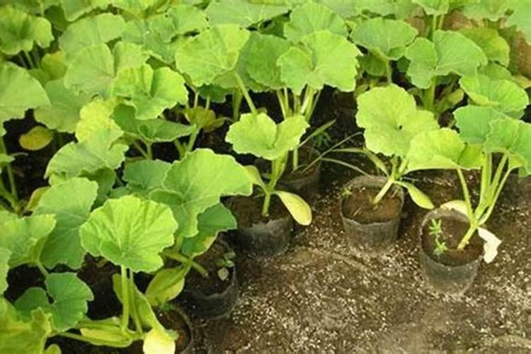 南瓜种植的施肥技术要点