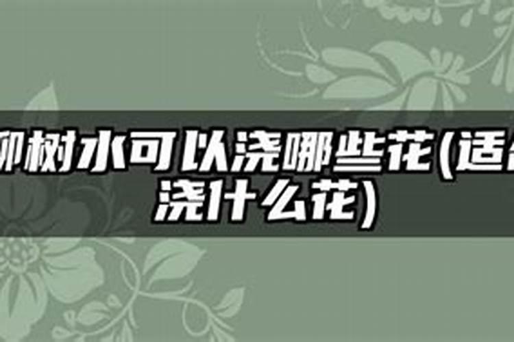 柳树可以用来做生根水吗？