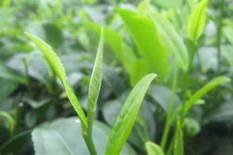 恩施藤茶多少钱一斤,价格从几十元到上千元不等