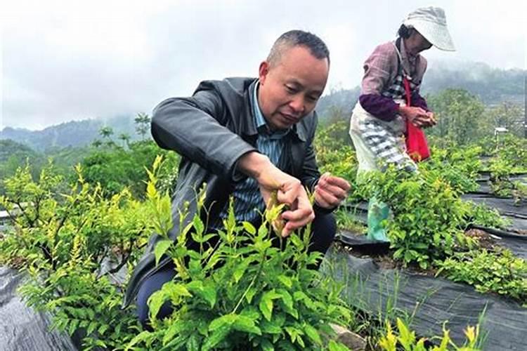 莓茶什么时候施肥