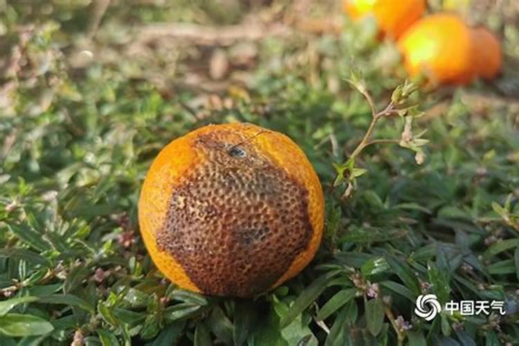 大樱桃防冻的叶面肥什么时间打