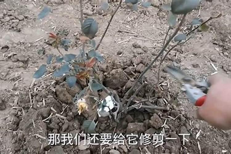 地栽月季施什么肥料最好？