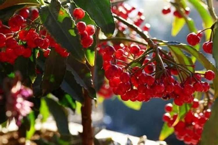 富贵子一年开几次花