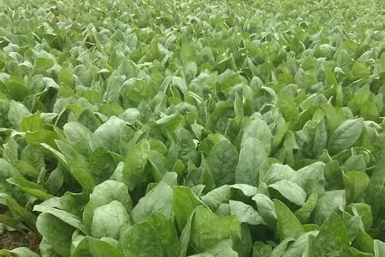 怎样在蔬菜上喷施叶面肥？ 代森锰锌在农业上的使用及注意事项
