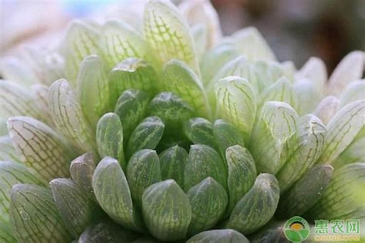 腐植酸如何在果树上应用