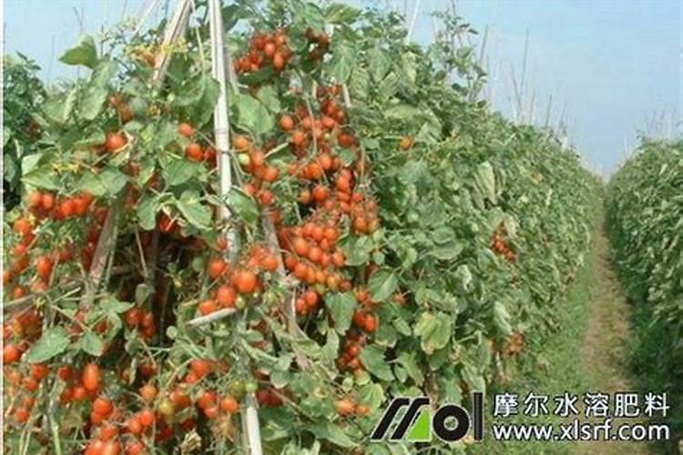 猕猴桃高钾水溶肥什么时候施最好？
