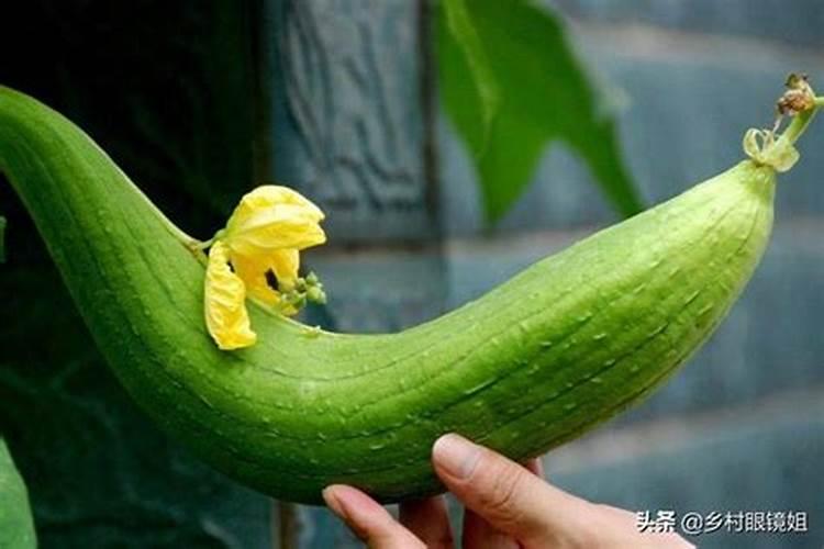 丝瓜结果后为什么蔫了