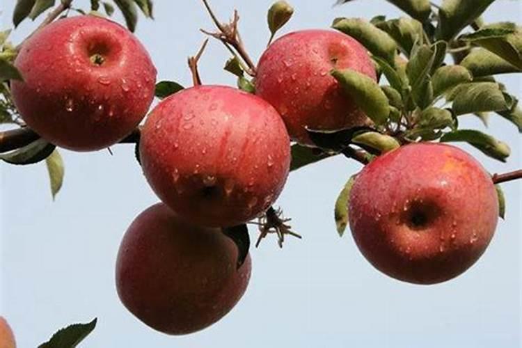 菜籽饼如何发酵成肥料