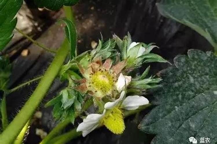 在种植过程中草莓要补钙吗 草莓缺钙怎么办用什么补钙最好