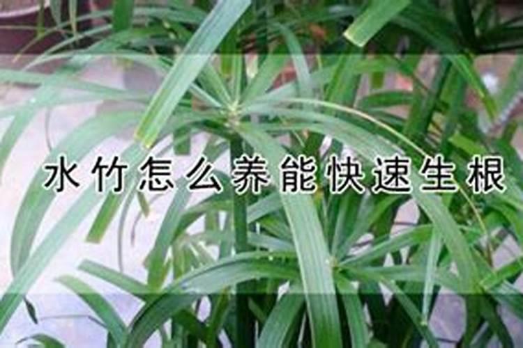 水竹叶子发黄怎么回事 水竹叶子发黄什么回事