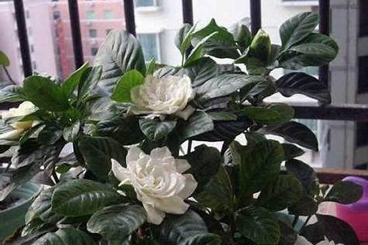 栀子花多久开一次花 栀子花的水肥管理