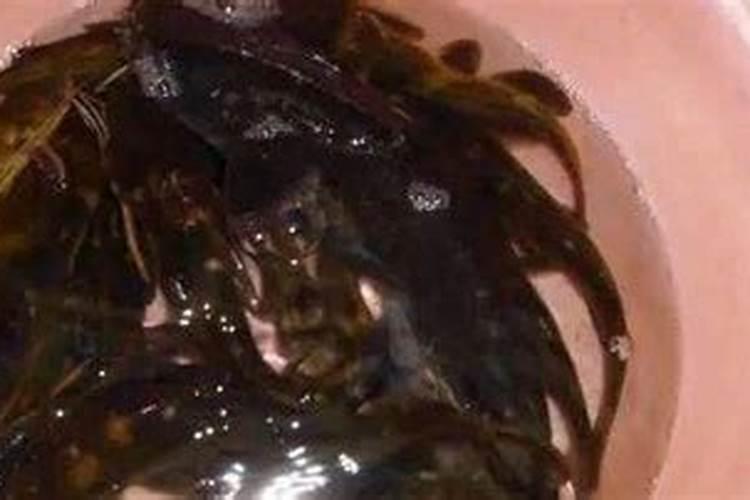 鱼蛋白叶面肥功效