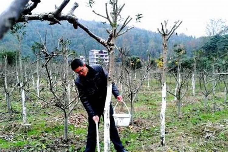 水溶肥桃树一亩用多少斤