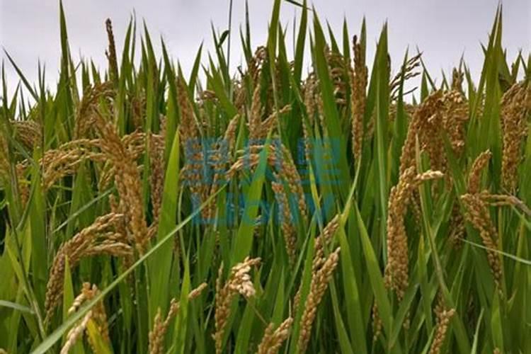 郑州做农资调节剂、叶面肥的厂家那么多,到底哪家比较正规、可靠？求推荐...