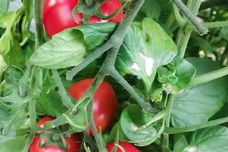 西红柿的种植用什么肥料好