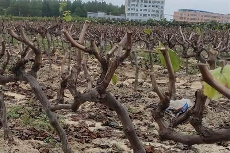 户太八号葡萄可以在河南开封种植吗