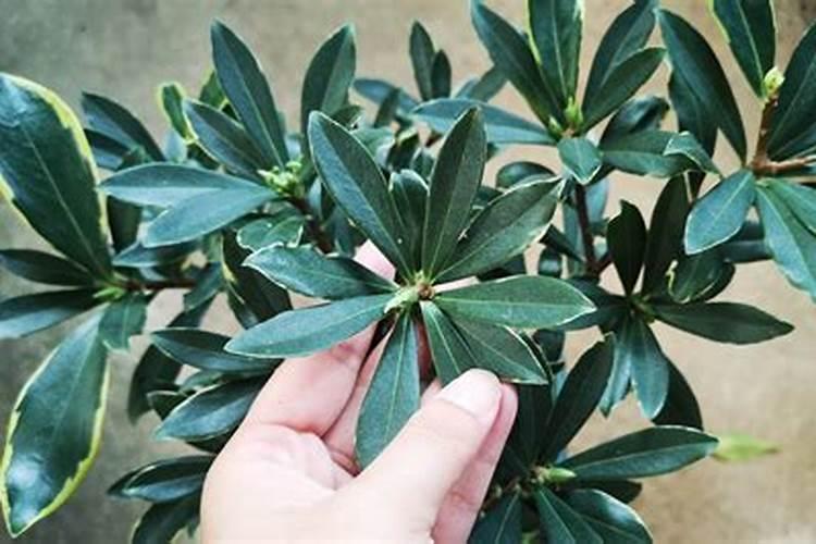 芸苔素内酯能和螯合钙一起用吗