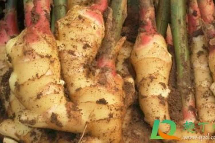 生姜的钾肥是什么