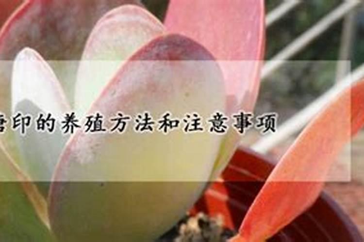 问一下多肉植物唐印怎么养？麻烦详细说一下。