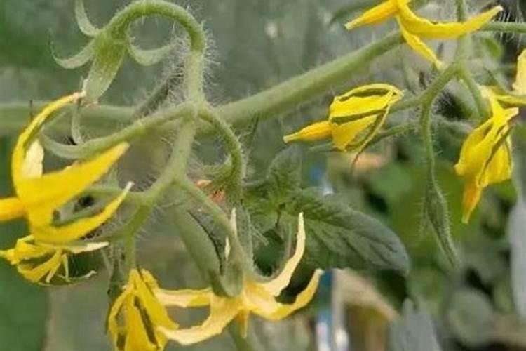 西红柿刚开花冲什么肥