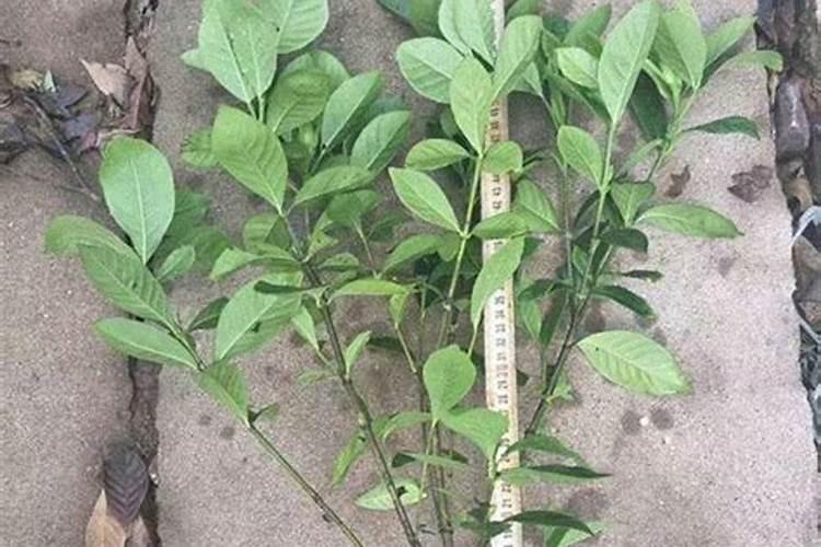 栀子花花苞时浇什么肥料(栀子花施什么肥才能长出花蕾)