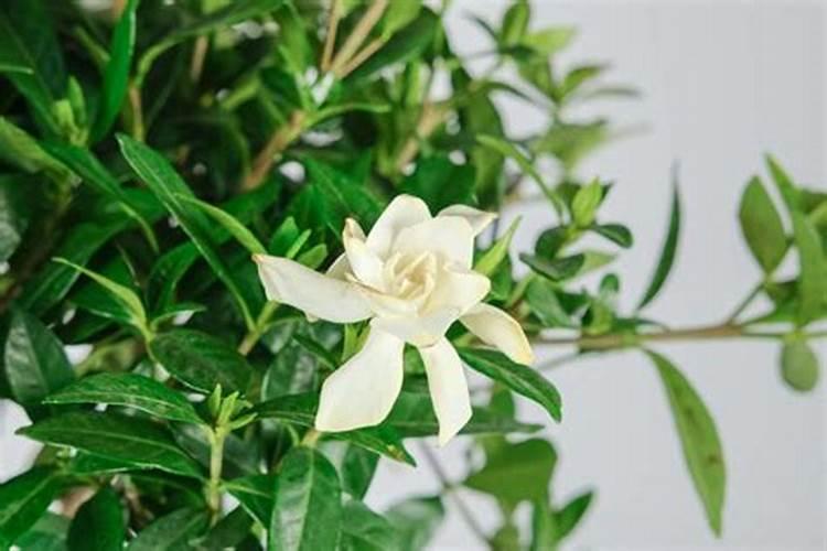 养栀子花的肥料 栀子花最好的肥料是什么怎么施