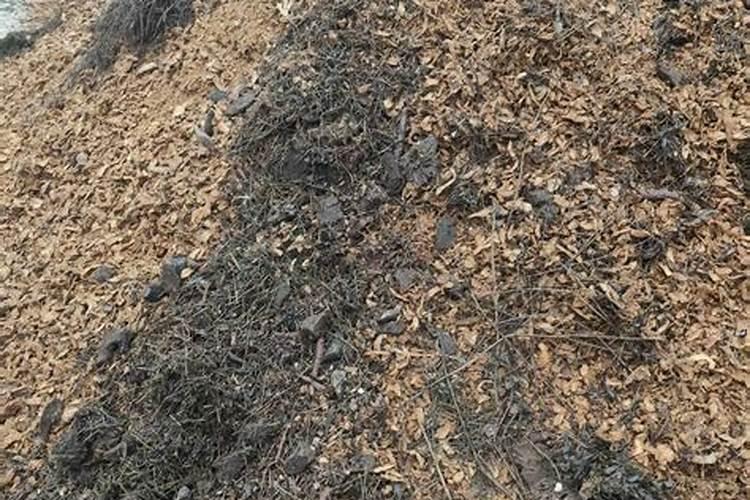 松花菜种植技术