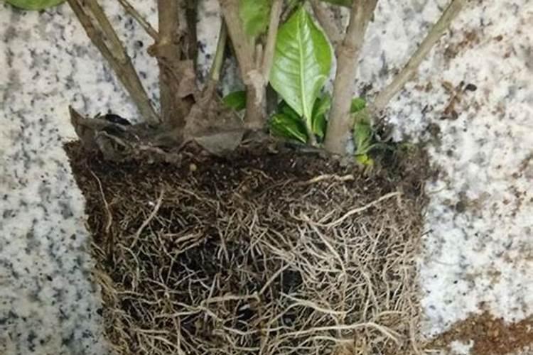 尿素可以用来给栀子花施肥吗