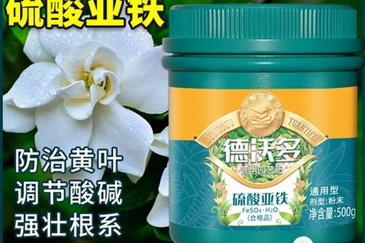 栀子花已枯萎,怎么救？