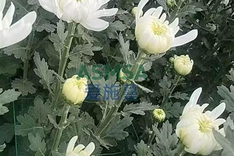菊花为什么不能施尿素肥？