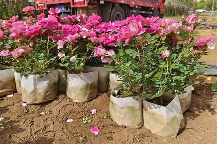 月季花施肥施什么肥料 月季花施肥施哪些肥料