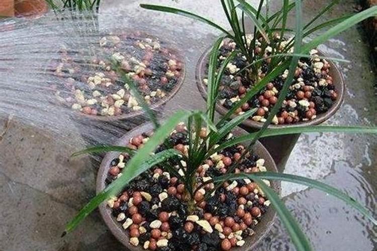 刚服盆成功的月季小苗该怎么管理？