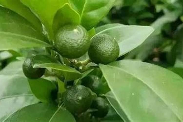 怎么才能证明黄腐酸钾好？