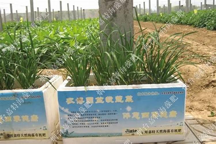 葡萄在什么时间施海澡肥好