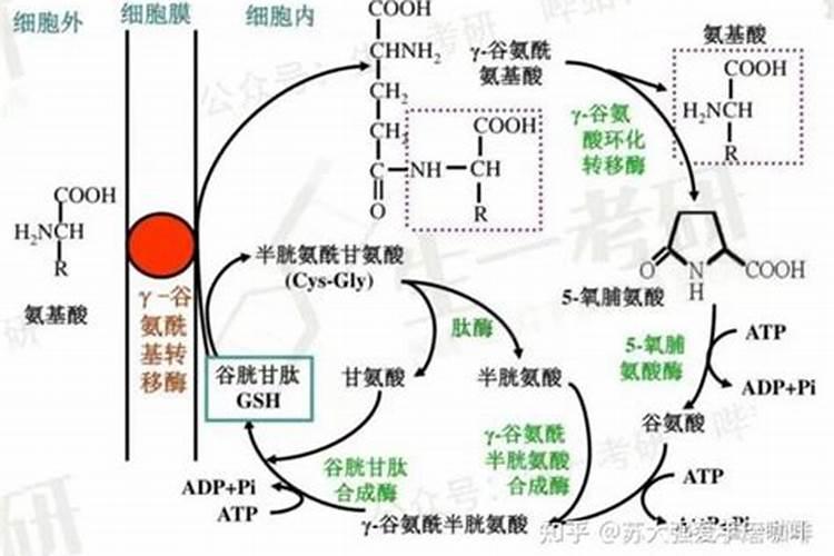 氨基酸原粉和尿素的区