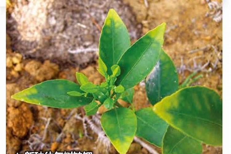 植物缺了氮肥,磷肥和钾肥会怎么样,分别举例说明。