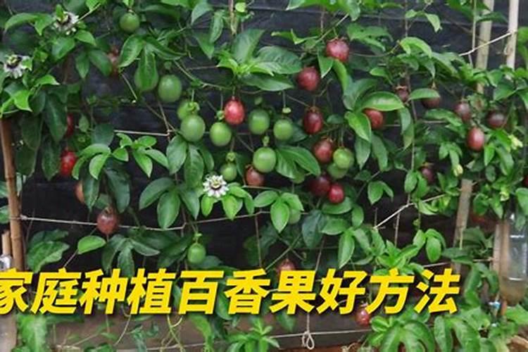 百香果挂果期施什么肥
