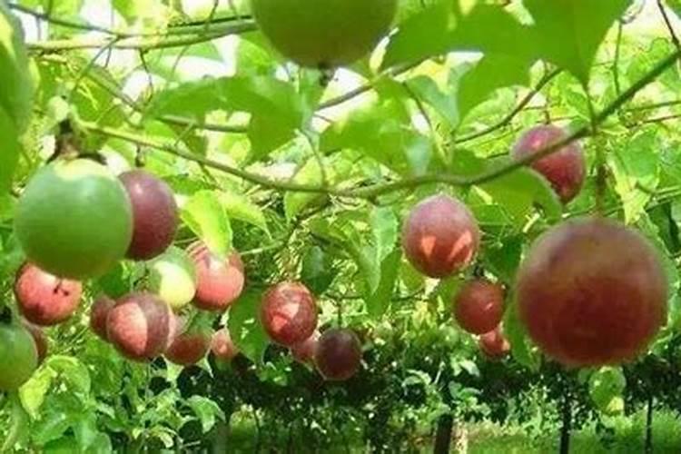 百香果用什么肥料最好