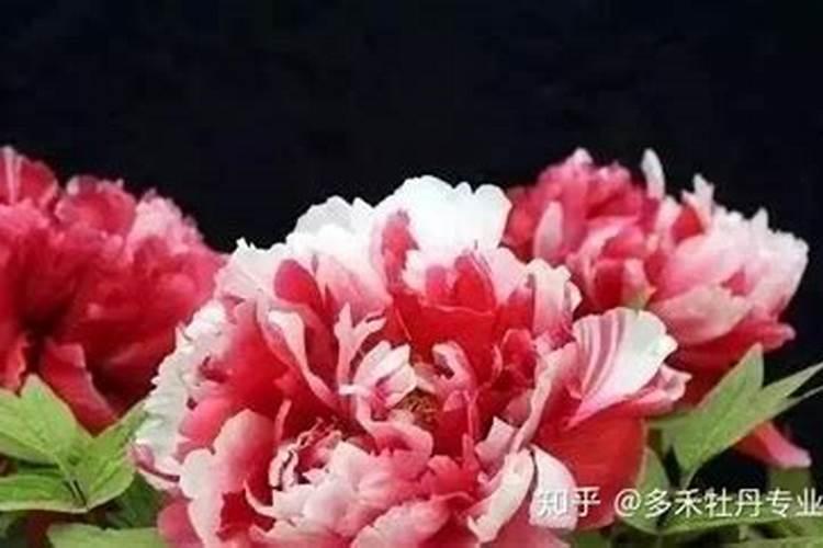地栽牡丹什么时候肥好
