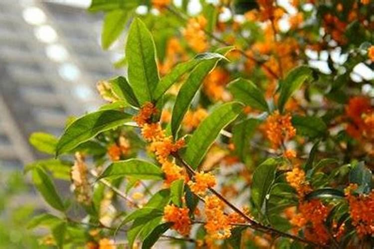 桂花能多久浇一次尿素 桂花需要隔多久浇一次尿素？
