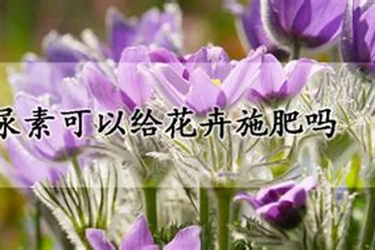 桂花 尿素施用方法