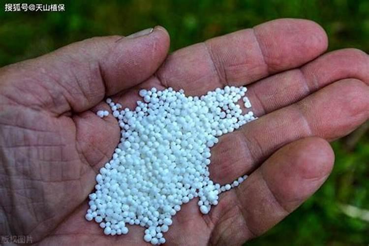 桂花树枝叶少用什么叶面肥能让枝叶茂盛