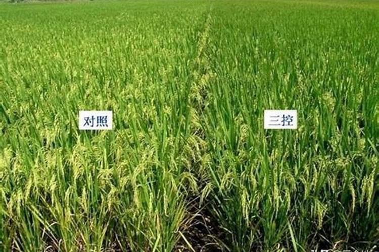 山楂施肥方法及时间