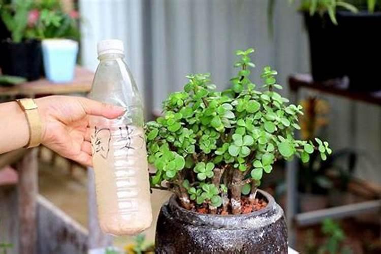 黑米如何种植 黑米的种植技术要点