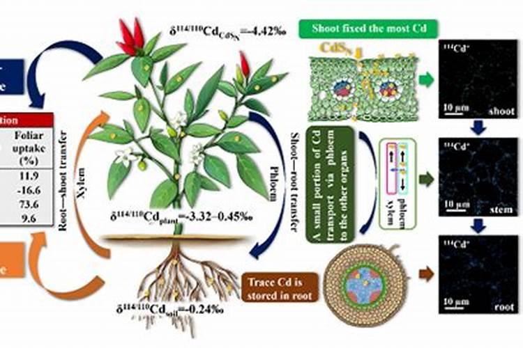 ﻿药用植物叶面追肥技巧
