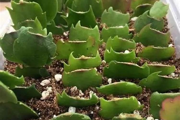 蟹爪兰的扦插方法