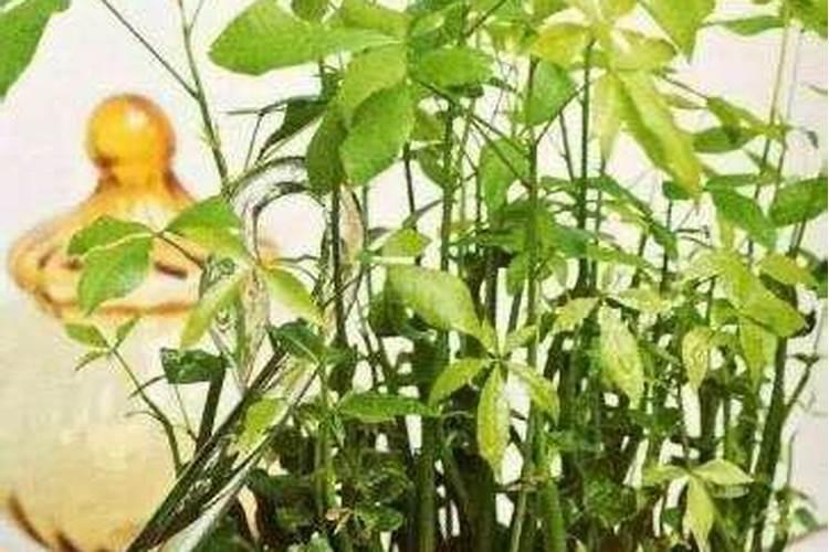 能用君子兰营养土移植发财树吗