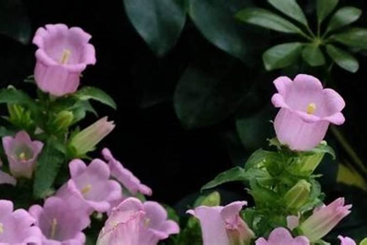 蔓性风铃花怎么施肥