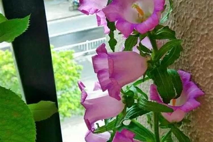 蔓性风铃花怎么施肥